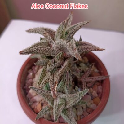 Aloe Coconut Flakes детки