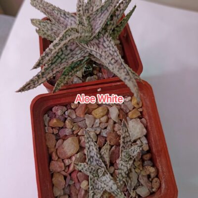 Aloe White