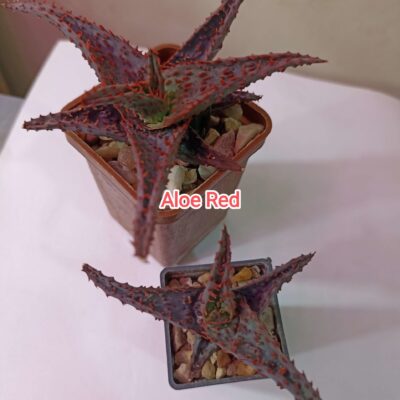 Aloe Red Hybrid