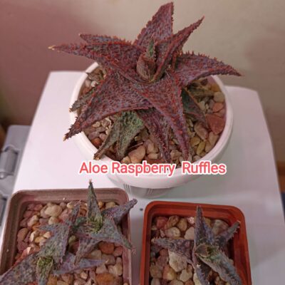 Aloe Raspberry Ruffles