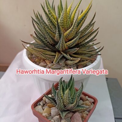 Haworthia Margaritifera f. Variegated
