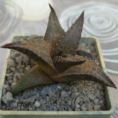 Haworthia tesselata