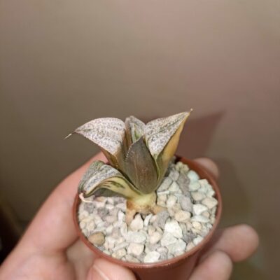 Haworthia Taj Mahal Variegata