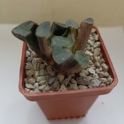 Haworthia Maughanii Beauty Variegata