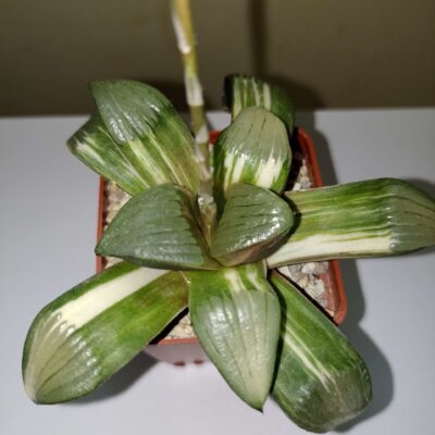 Haworthia Springbokvakensis x Comptoniana Variegated