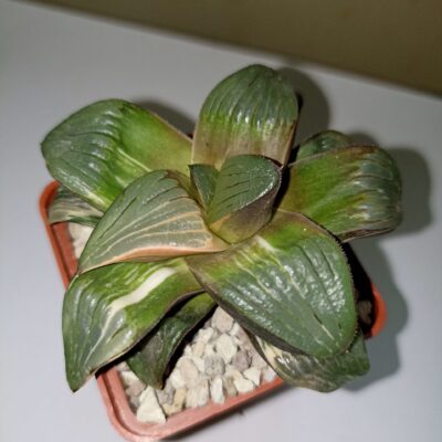 Haworthia Springbokvakensis x Comptoniana Variegated