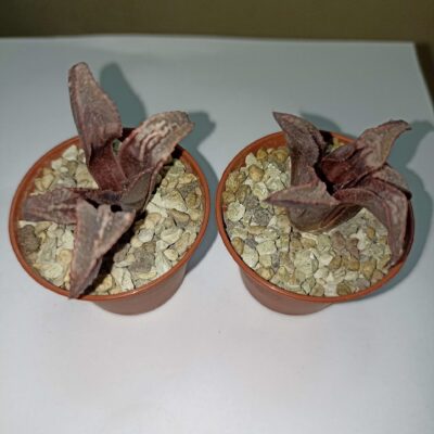 Haworthia Badia Tenkou