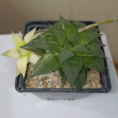Haworthia Cuspidata Variegata