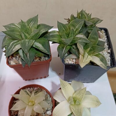 Haworthia Cuspidata Variegata