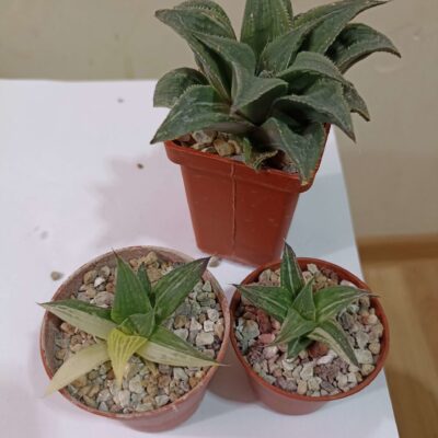 Haworthia Magnifica Mayaki Variegata
