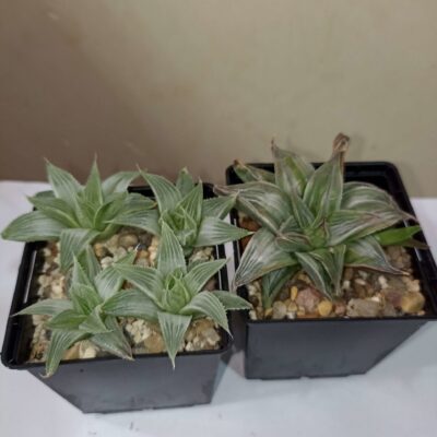 Haworthia Grey Ghost крупная