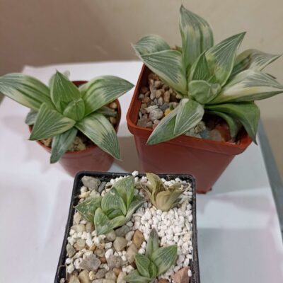 Haworthia Milky Way Variegated детки