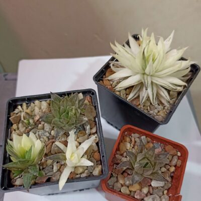 Haworthia Batesiana Variegated детки