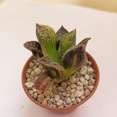 Haworthia Forbidden City Variegated