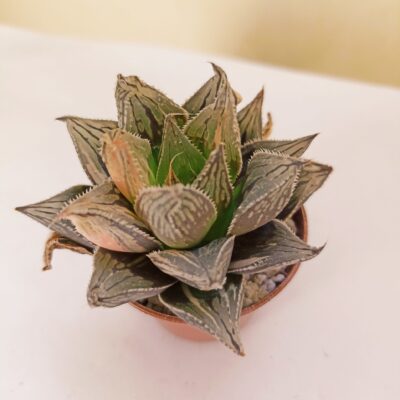 Haworthia Black Angel Variegated