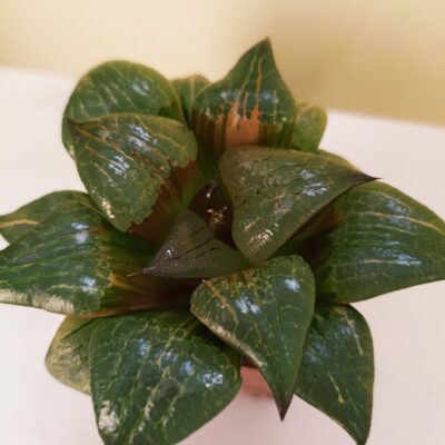 Haowrthia Akanko Variegated Big