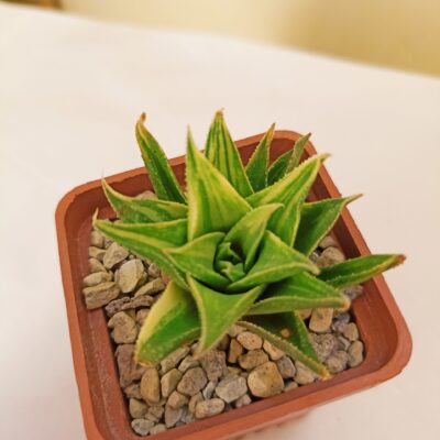 Haworthia Manda's Hybrid Variegated