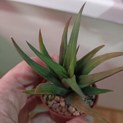 Haworthia Tortuosa Variegata
