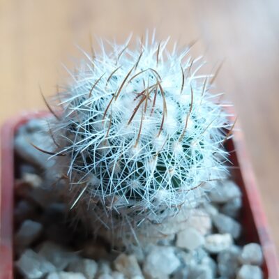 Echinofossulocactus albatus