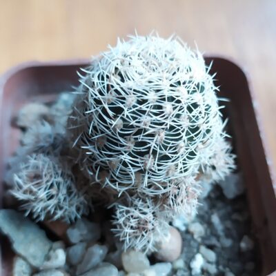 Sulcorebutia albissima