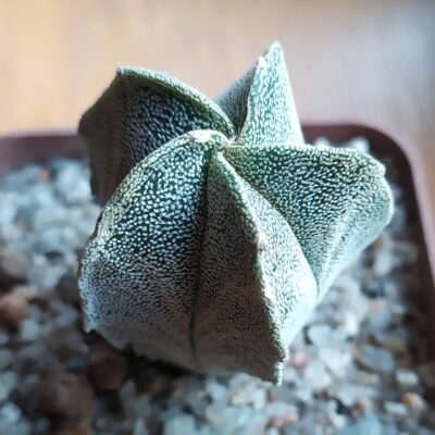 Astrophytum myriostigma  v. strongilogonum