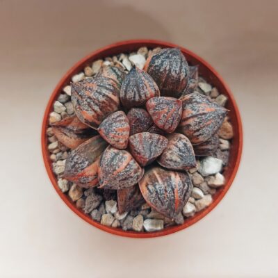 Haworthia Sweet Candy Variegated