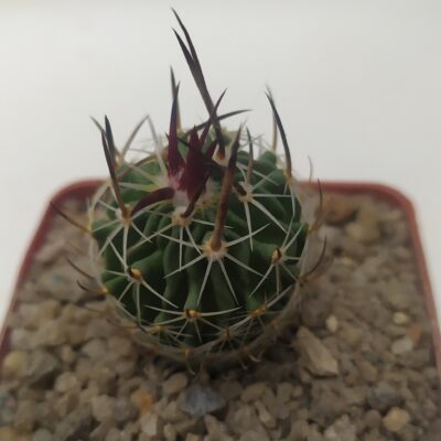 Echinofossulocactus lloydii
