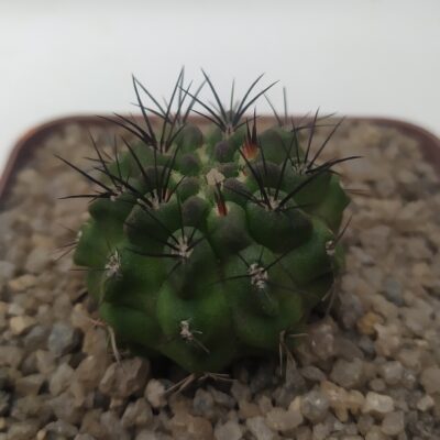Neoporteria paucicostata