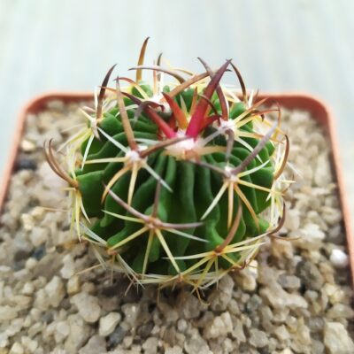 Echinofossulocactus lloydii