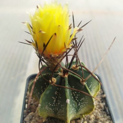 Astrophytum capricorne