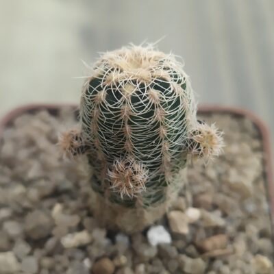Gymnocalycium bruchii albispinum