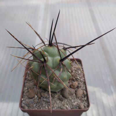 Tephrocactus alexanderi