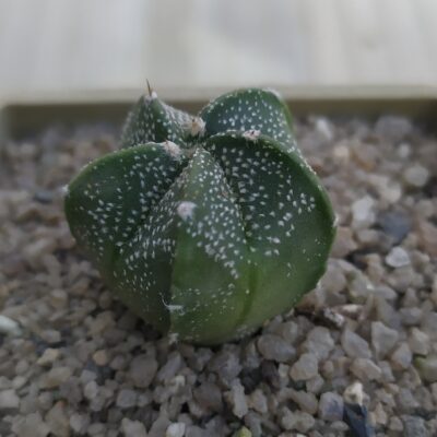 Astrophytum Superkabuto  - 5 ребер