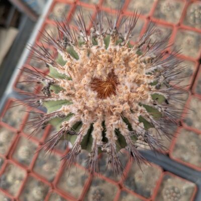 Uebelmannia flavispina
