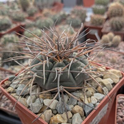 Gymnocalycium spegazzinii v. horizonthalonius