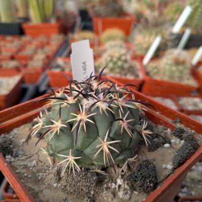 Coryphantha tripugionacantha L 1464
