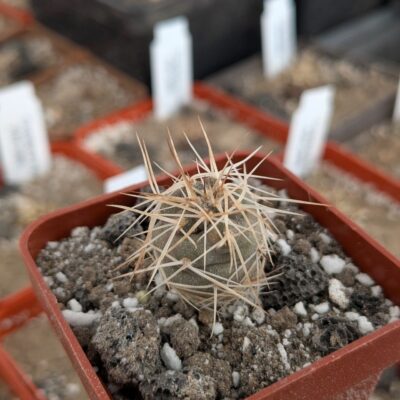 Tephrocactus fiambalensis Fiambala Argentina