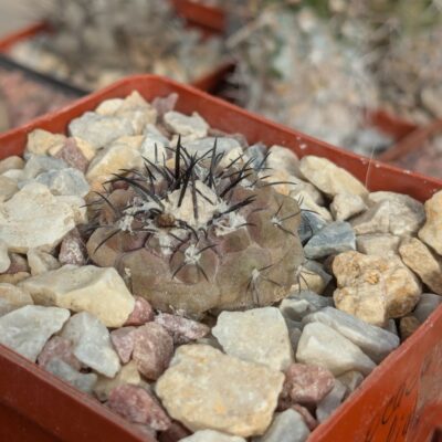Copiapoa montana x hypogaea "Lizard Skin"