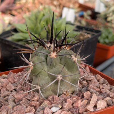 Copiapoa coquimbana (Насіння з природи)