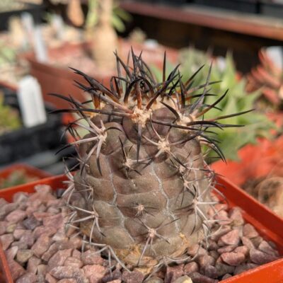 Copiapoa coquimbana WM 216 Piltz
