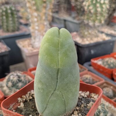 Echinopsis lageniformis f. monstruosa (Penis Cactus)
