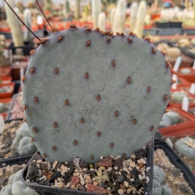 Opuntia violacea v. santa rita