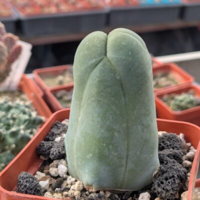 Echinopsis lageniformis f. monstruosa (Penis Cactus)
