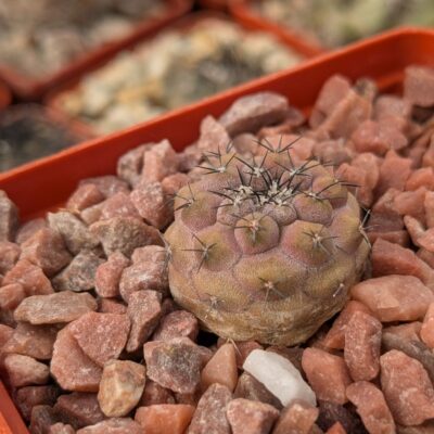 Copiapoa montana FR 522