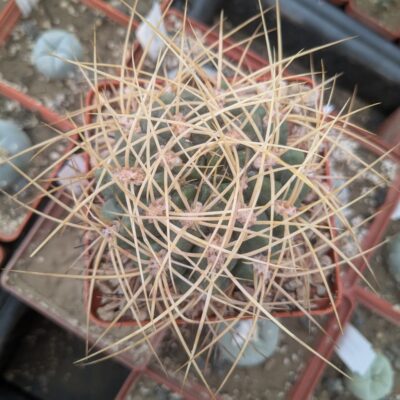 Gymnocalycium monvillei v. steineri