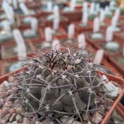 Gymnocalycium ochoterenae v. scoparium