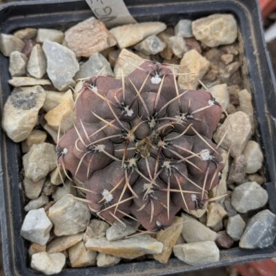 Gymnocalycium spec 411 .81