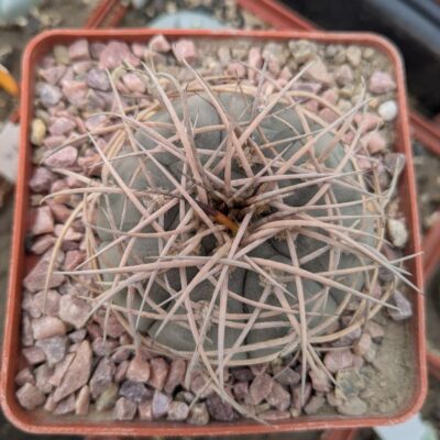 Gymnocalycium cardenasianum