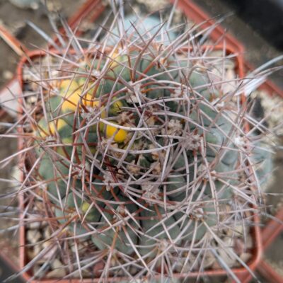 Gymnocalycium mazanense v. ferox P 30A variegata