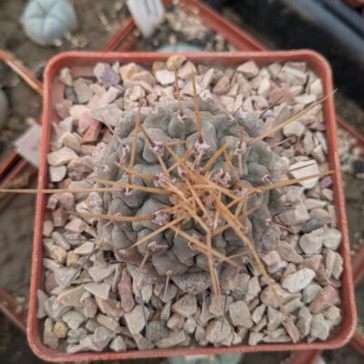 Thelocactus multicephalus yellow spin